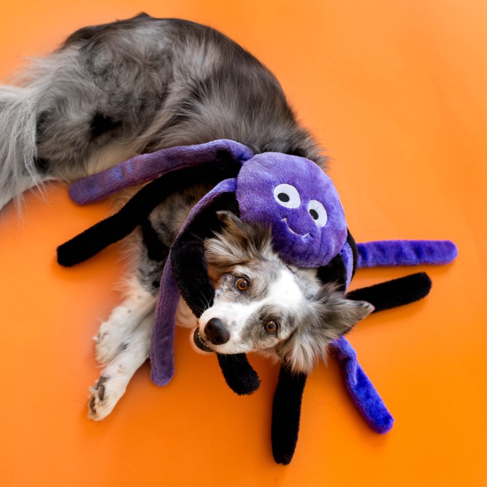 halloween spider dog toy