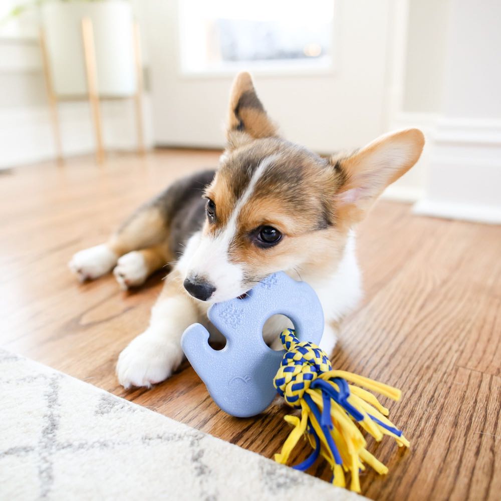 elephant dog chew toy