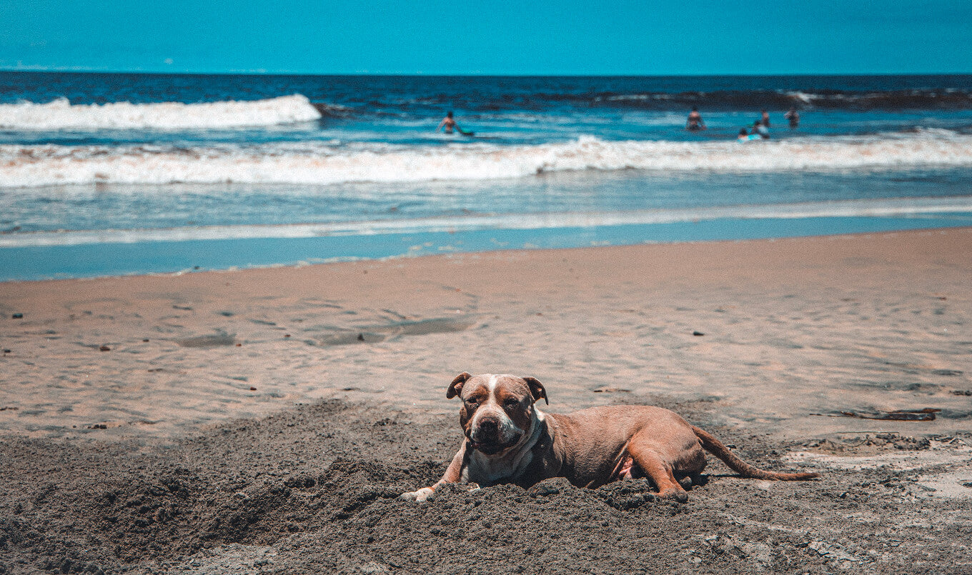 Del Mar Beach, Dog Beach, in San Diego