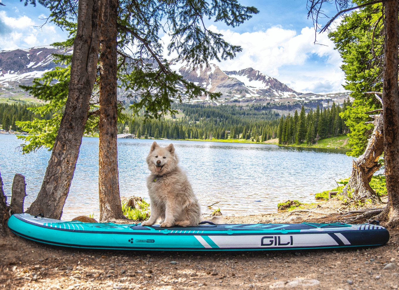 Best paddle board for dogs - dog in trees