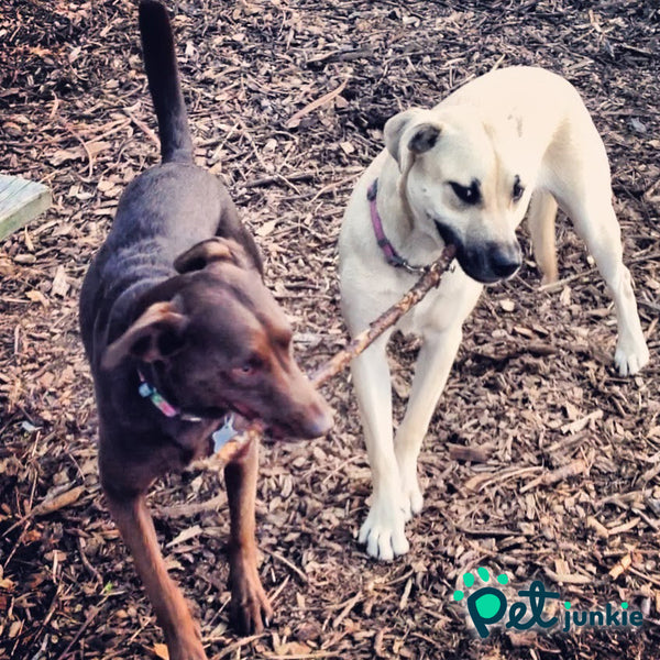 Dogs at dog park