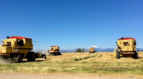 New Holland Combines Harvesting Grass Seed on Mecca Grade Farms in Madras, Oregon