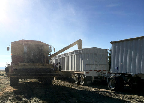 New Holland Combine Unloading Grass Seed on Mecca Grade Farms in Madras, Oregon