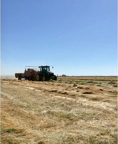 Baling Kentucky Bluegrass Straw on Mecca Grade Growers in Madras, Oregon