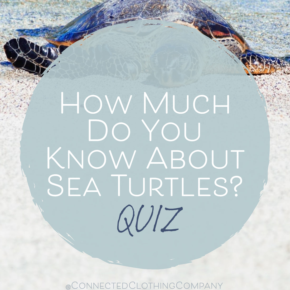 How Much Do You Know About Sea Turtles? - Quiz