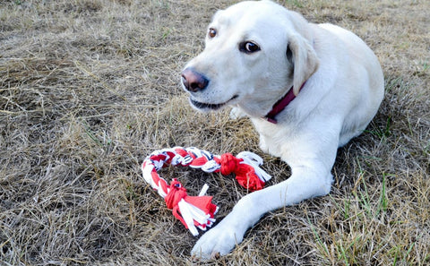 Create a quick and fun toy for your pup from used t-shirts