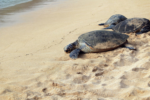 Sea turtles resting on beach