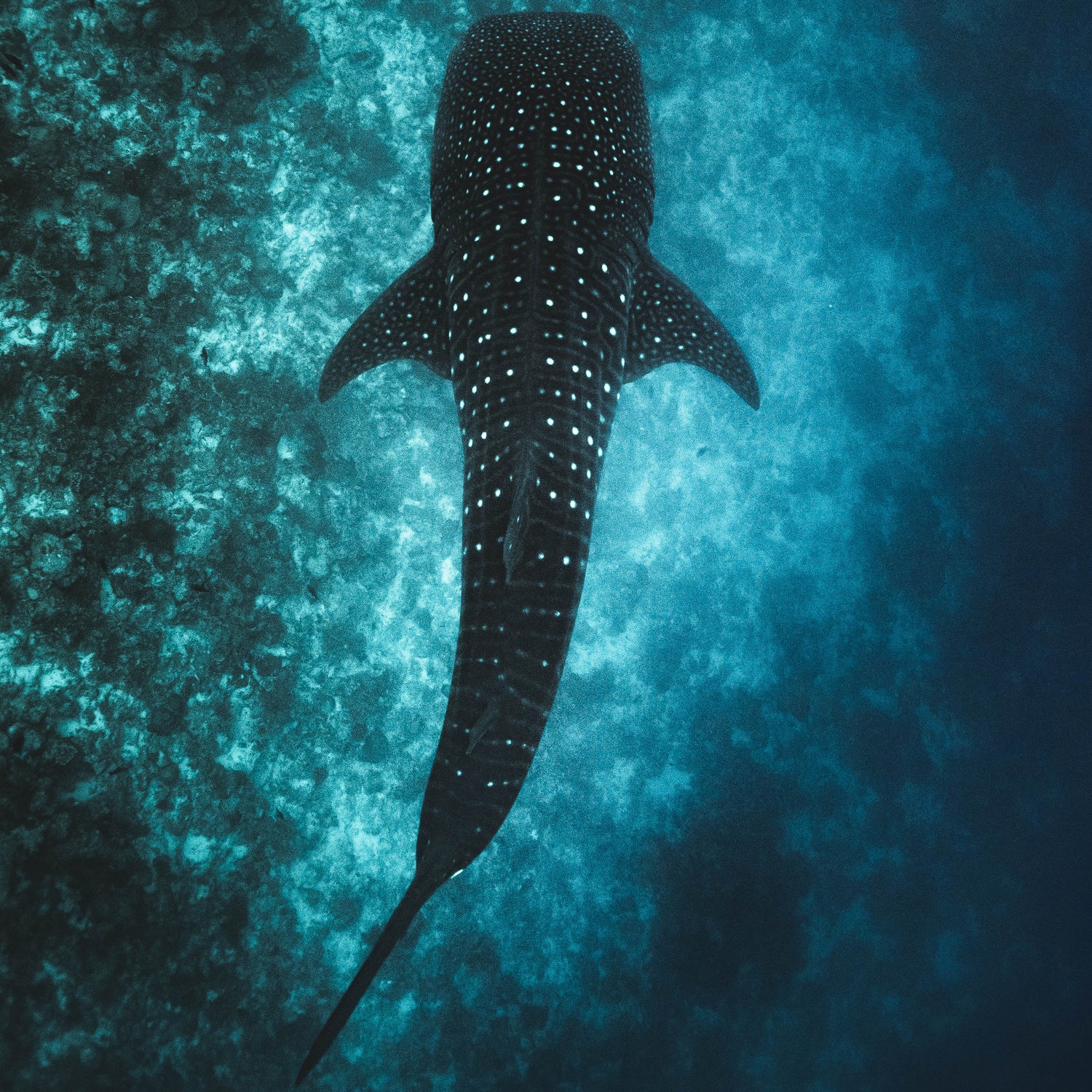 whale shark pictured from above - getpinkfit donates 10% to Mission Blue ocean conservation efforts