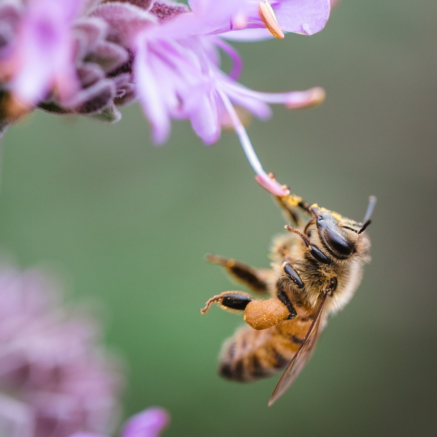 honeybee drinking nectar from a purple flower - getpinkfit donated 10% to The Honeybee Conservancy save the bees efforts