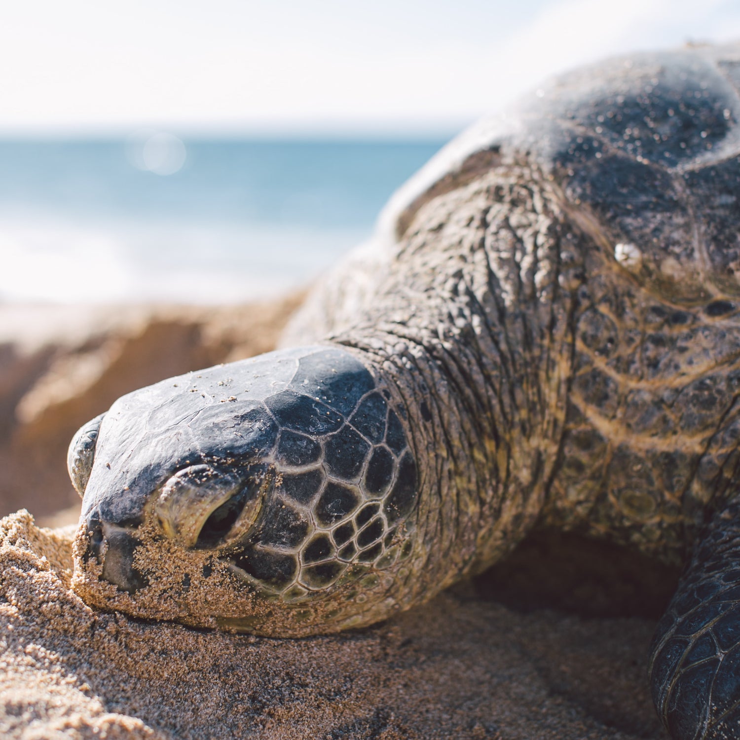 sea turtle resting on a beach in the sunlight - getpinkfit donates 10% to Sea Turtle Conservancy conservation efforts