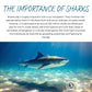 Holographic Protect Our Sharks Sticker - mirandotubolsillo - 10% of profits donated to Oceana shark conservation