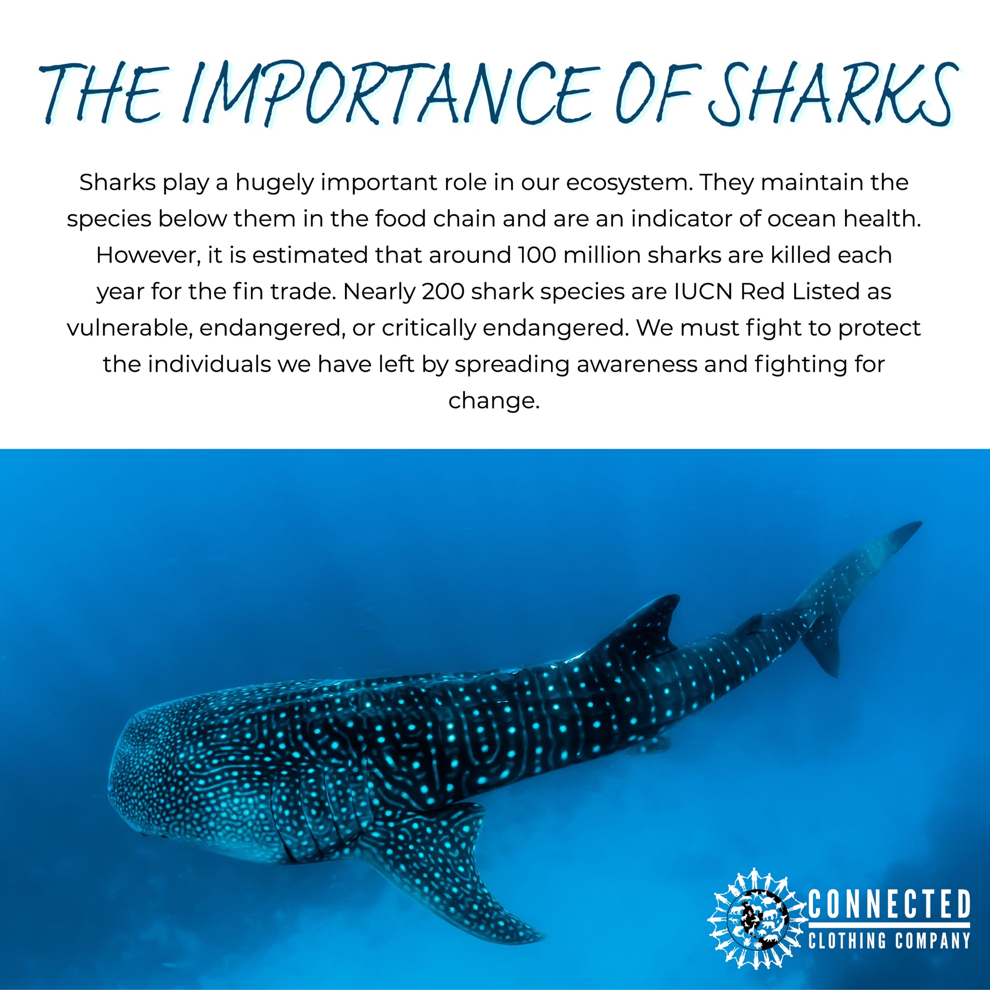 The importance of sharks - sharks play a hugely important role in our ecosystem. They maintain the species below them in the food chain and are an indicator of ocean health. However, it is estimated that around 100 million sharks are killed each year for the fin trade. Nearly 200 shark species are IUCN red listed as vulnerable, endangered, or critically endangered. We must fight to protect the individuals we have left by spreading awareness and fighting for change.