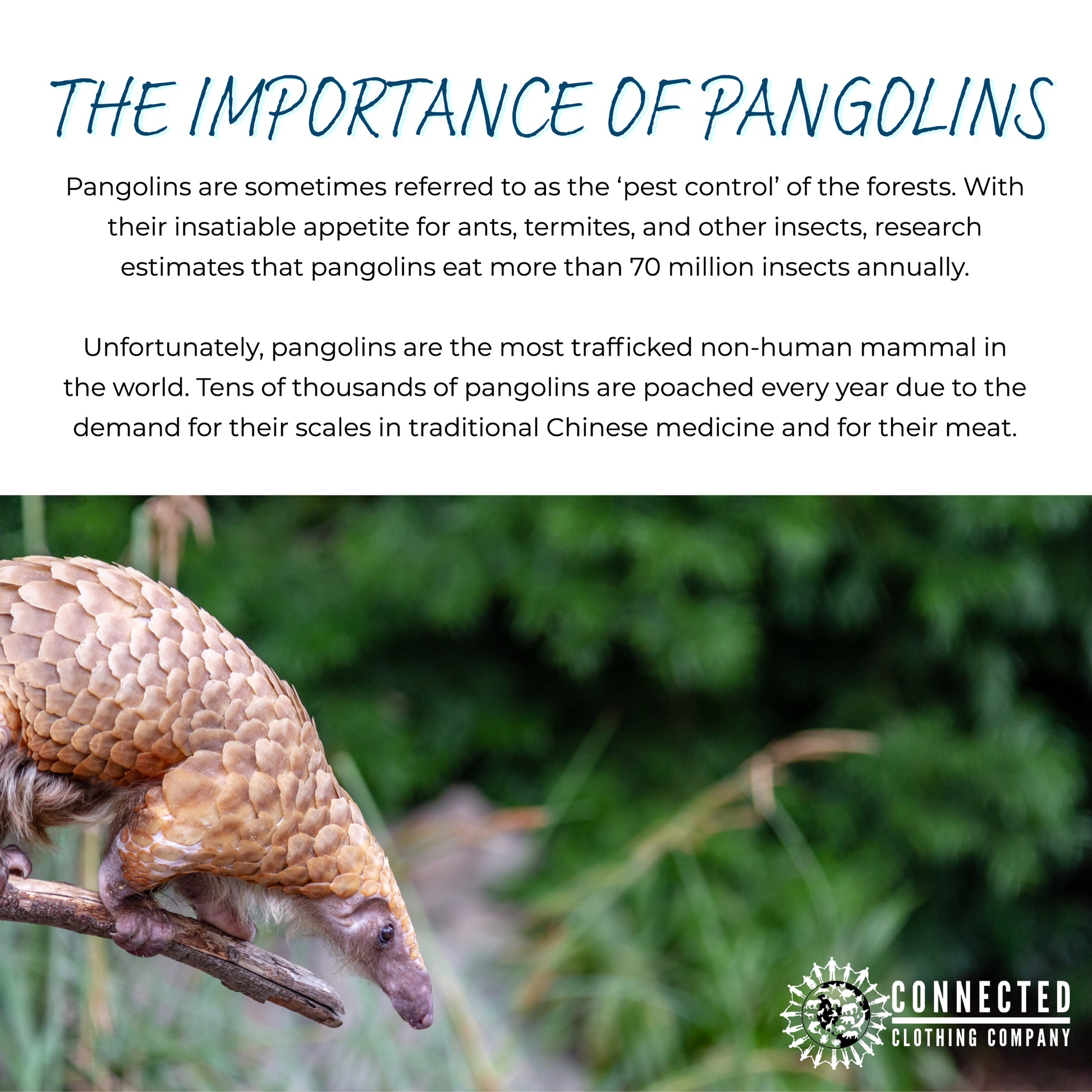 Close up of Save The Pangolins Sticker - sweetsherriloudesigns -  portion of profits donated to save the pangolins