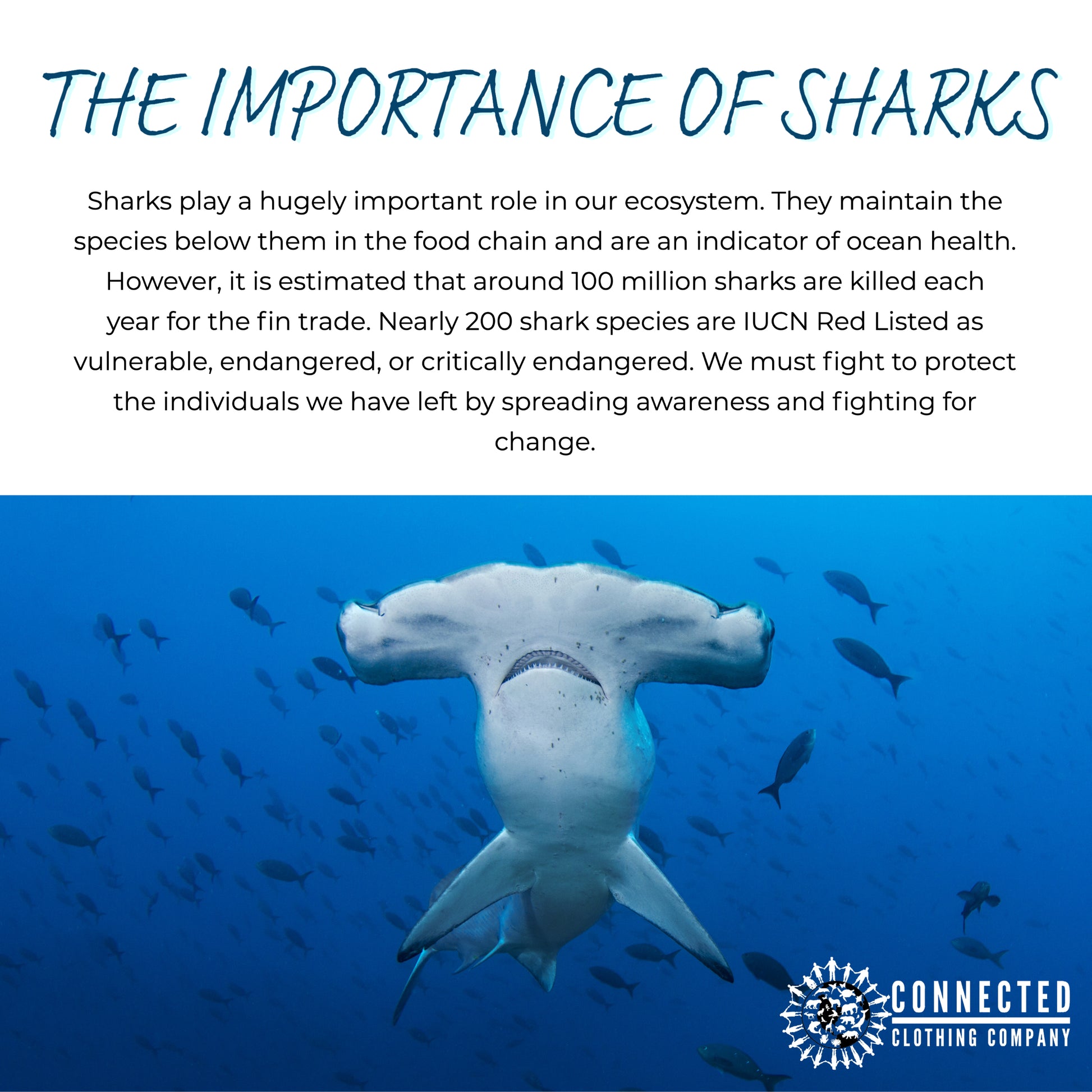 The importance of sharks - sharks play a hugely important role in our ecosystem. They maintain the species below them in the food chain and are an indicator of ocean health. However, it is estimated that around 100 million sharks are killed each year for the fin trade. Nearly 200 shark species are IUCN red listed as vulnerable, endangered, or critically endangered. We must fight to protect the individuals we have left by spreading awareness and fighting for change.