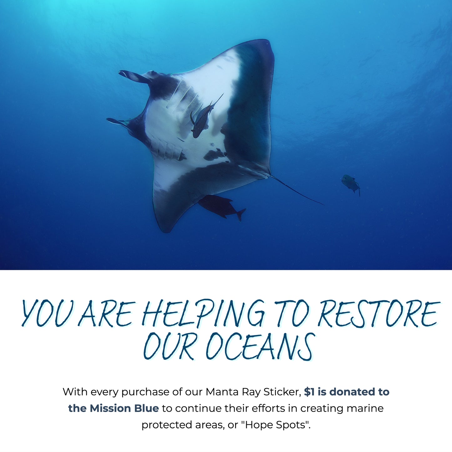 You are helping to restore our oceans. With every purchase of our Manta Ray Sticker, 10% of the net proceeds are donated to Mission Blue to continue their efforts in creating marine protected areas, or "Hope Spots"