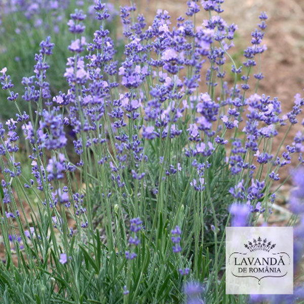 Lavanda de Romania - cultura de lavanda in anul 1