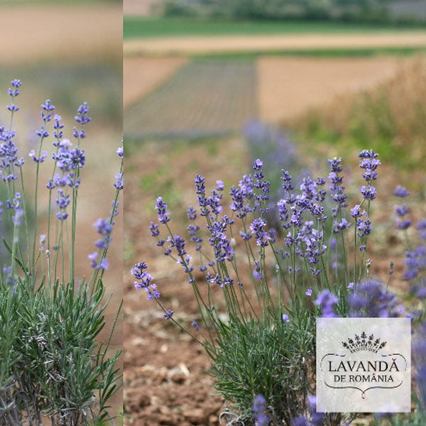 Lavanda de Romania - cultura de lavanda in anul 1