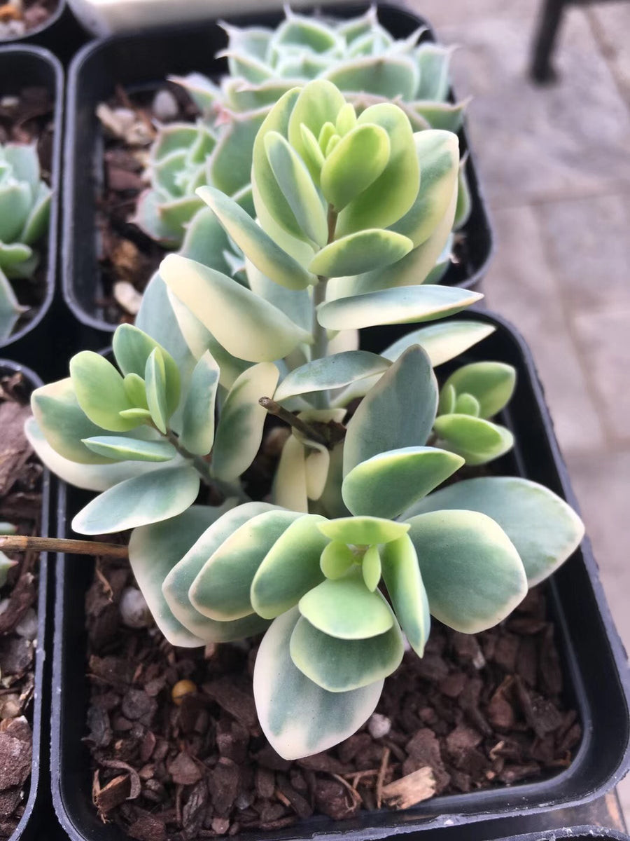 Kalanchoe Robusta Variegata Rnt Succulents