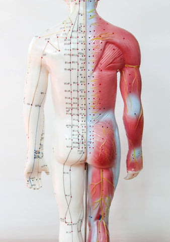 Human Back Anatomy