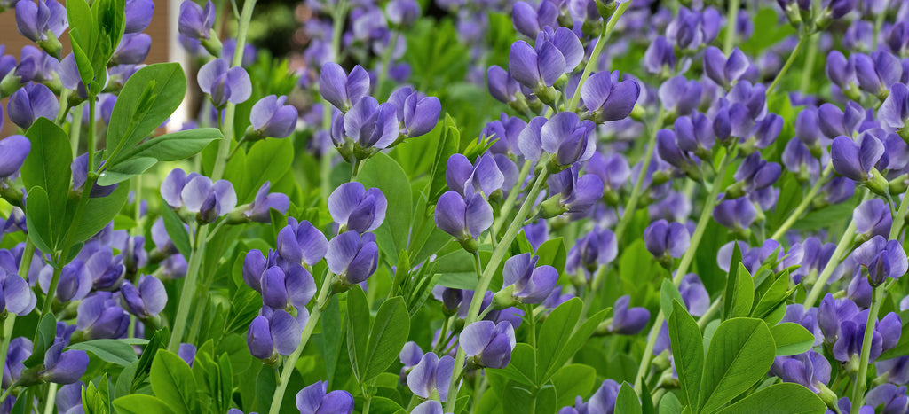 american beauties native plants-false indigo-baptisia australis