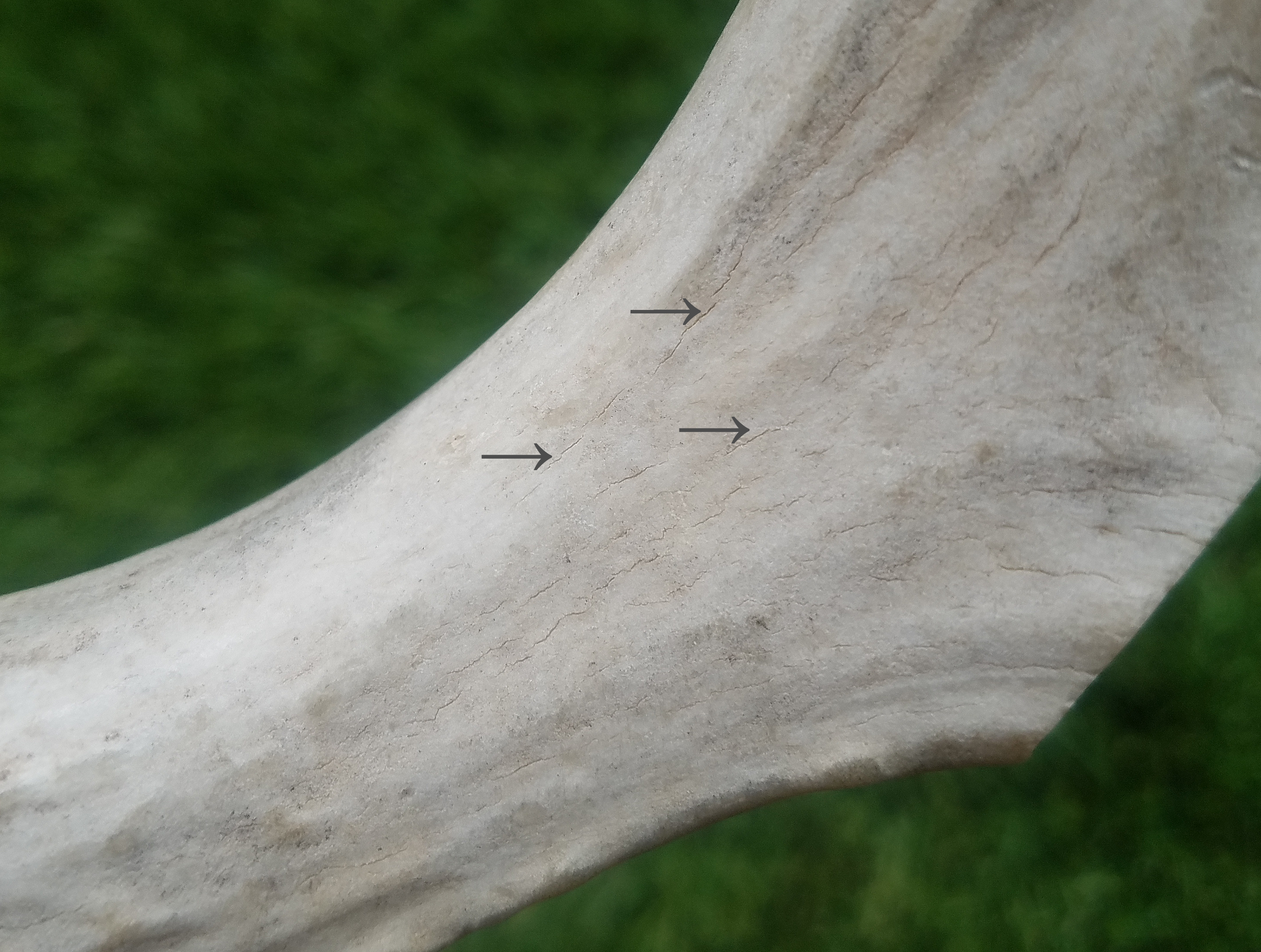 Cracks in old antler