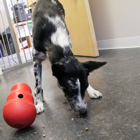 Dog playing with Kong Wobbler