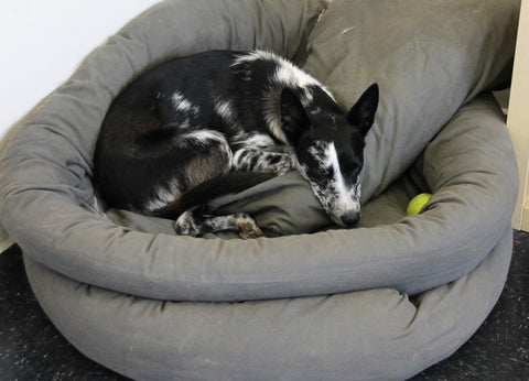 Australian Koolie taking a nap at the office