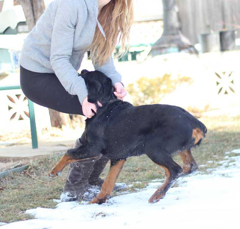 Rottweiler puppy "insisting" on saying "hi"