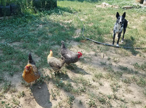 Australian Koolie peacefully co-existing with chickens