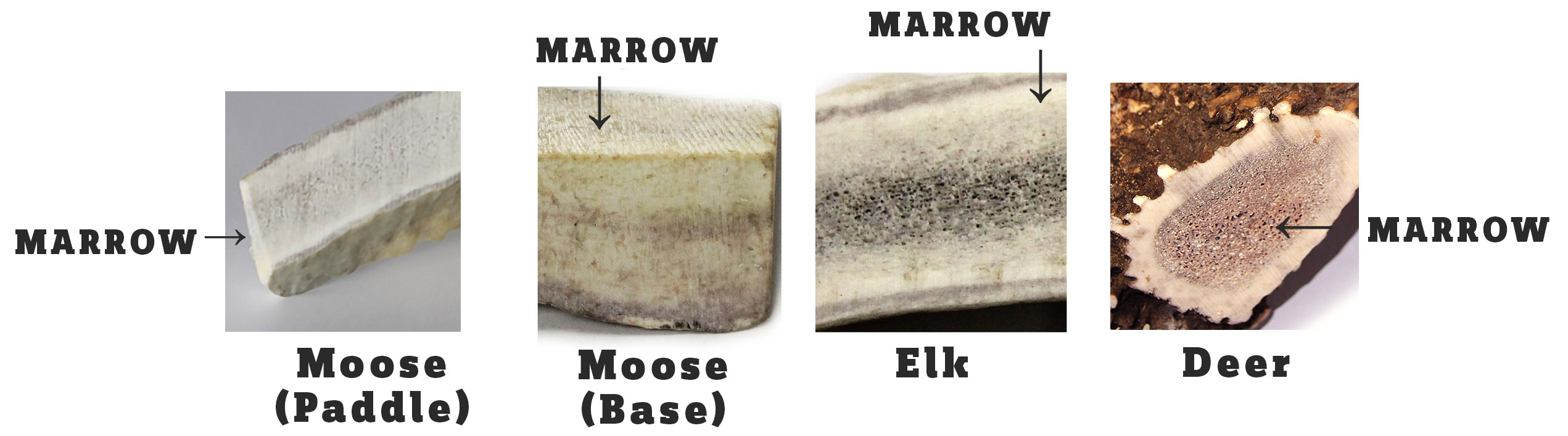 Comparing inner marrow core of moose, elk, and deer antlers