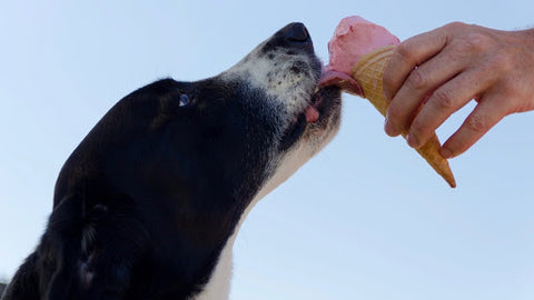 Dog licking an ice cream cone
