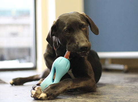 Dog with bully stick WestPaw Qwizl