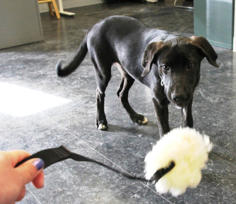 Playing tug with a Labrador mixed breed puppy