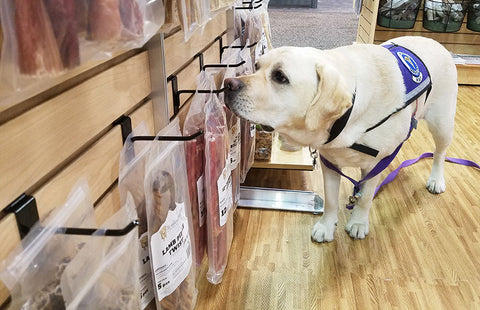 Labrador retriever sniffing dog treats bully sticks
