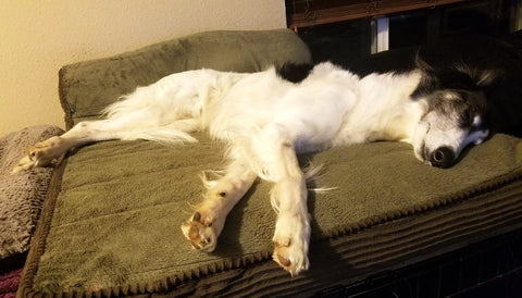 Silken windhound sleeping