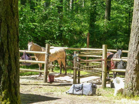 Margaret McKenny Campground, Capitol State Forest