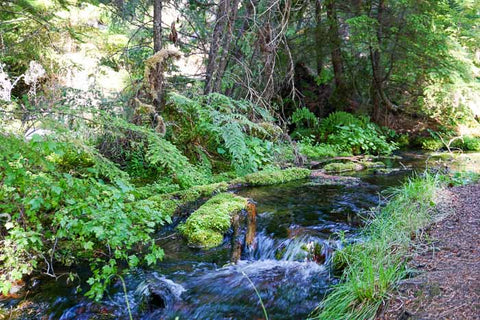 Head of Jack Creek from Sheep Springs Horse Camp