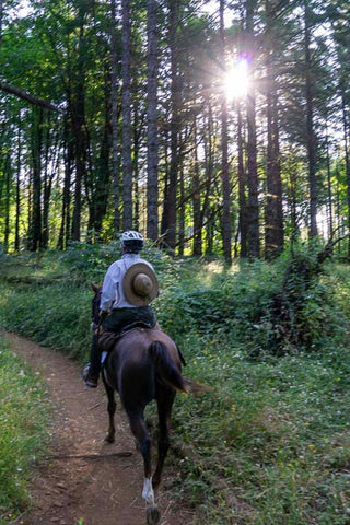 McDonald Forest