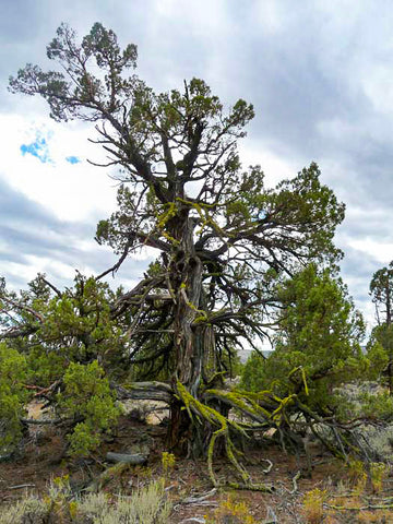 Badlands Rock Trail