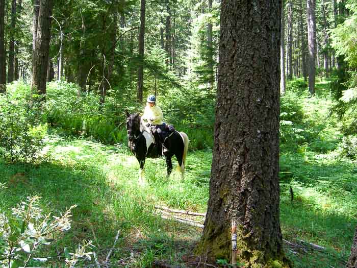 Sam Brown Horse Camp