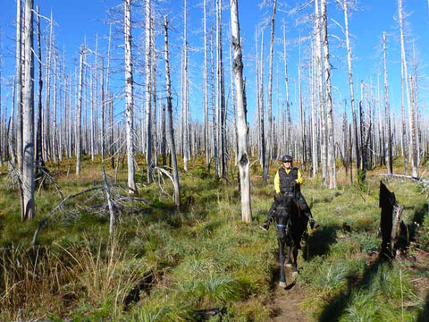 Santiam Lake Trail