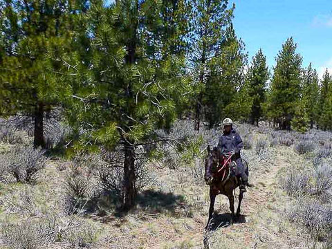 Swamp Wells Horse Camp