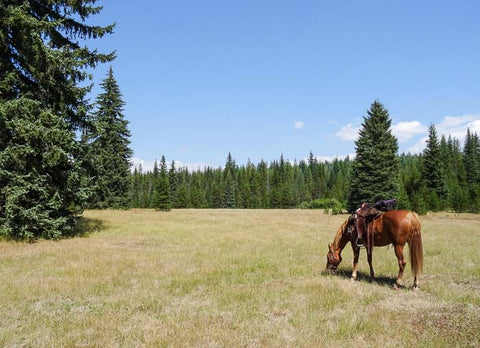 Walupt Horse Camp