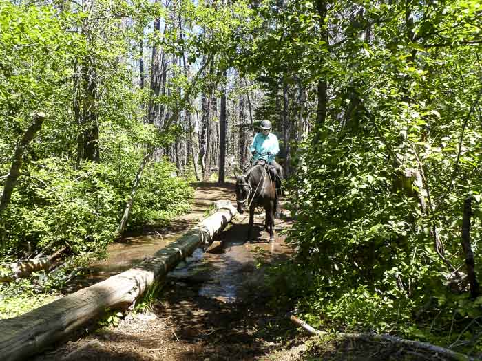 Whispering Pine Horse Camp