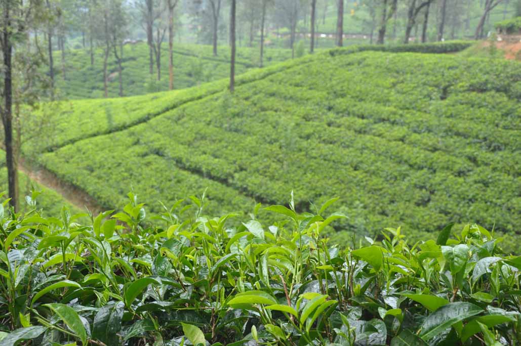 origin-tea-estate-sri-lanka