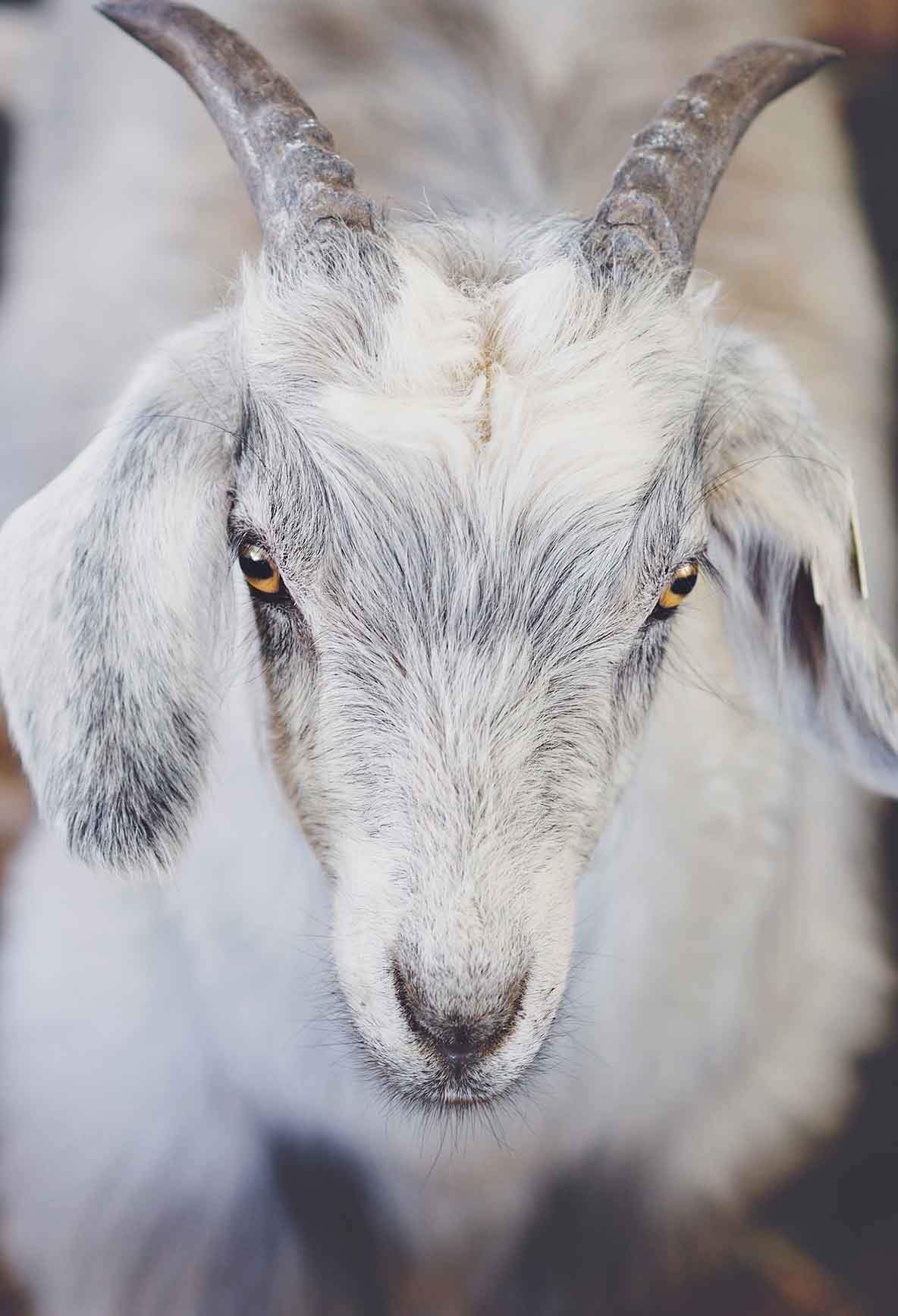 Cashmere Goat 