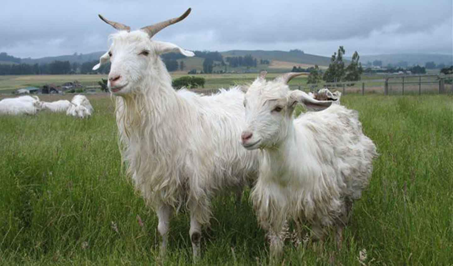 Cashmere goats in field