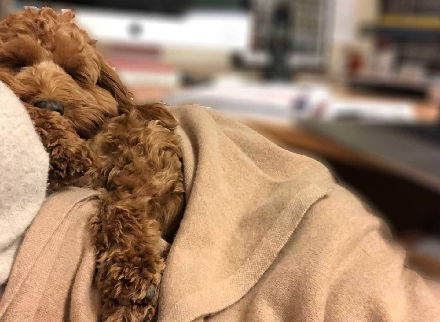 dog wrapped in camel cashmere wrap sleeping