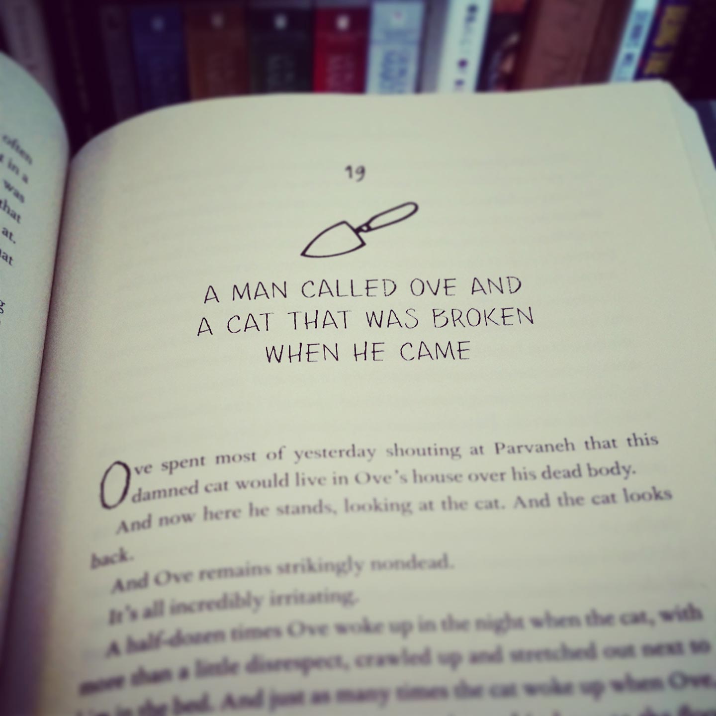 a man called ove and the cat