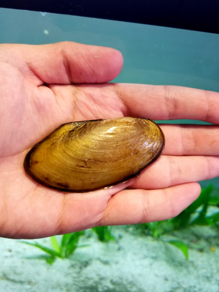 Asian Gold Freshwater Clam - InvertAquatics